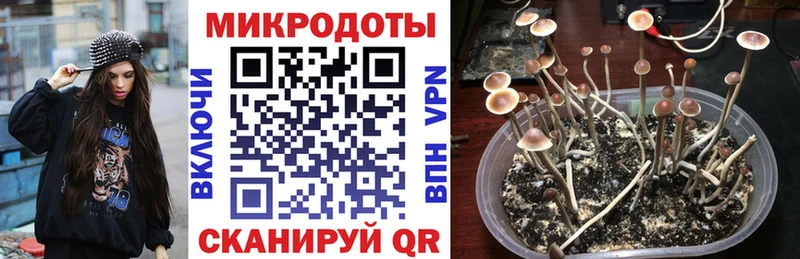 дарк нет телеграм  Зея  Галлюциногенные грибы Magic Shrooms  где можно купить наркотик 